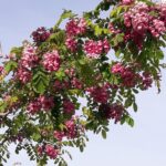 Robinia pseudoacacia 'Casque Rouge'