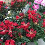 Fiori di Rododendro