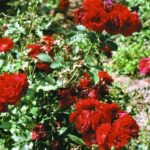 rosaio di rosa alain