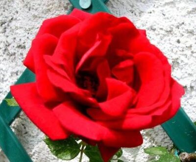 ROSA ALAIN - immagine 2