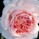 Rosa Andre' Le Notre presenta un profumo intenso e un colore rosa oriente