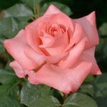 La Rosa Arthur Rimbaud è un omaggio alla poesia romantica.