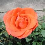 la rosa atoll è di colore arancio salmone. Forma elegante piena e resistente alle intemperie