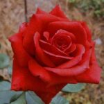 La Rosa Baccara è un Rosaio celebre per la durata e la bellezza del suo fiore dal colore rosso geranio