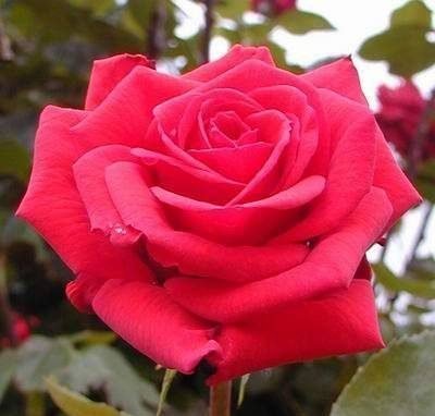 ROSA BACCARA - immagine 2