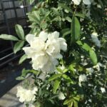 ROSA Banksiae 'Alba'