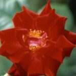La Rosa Benvenuto botanicamente è una floribunda. I fiori sono semidoppi con 9-16 petali.