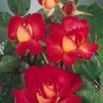 La Superba rosa Bolchoi per l`effetto bicolore rosso-giallo e l`intenso profumo