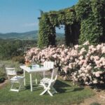 La Rosa Bonica è dotata di tutto lo charme delle rose di altri tempi