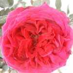 Rosa Botero presenta un rosaio a grandi fiori rossi e doppi