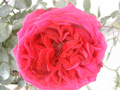 Rosa Botero presenta un rosaio a grandi fiori rossi e doppi