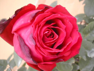 ROSA BOTERO - immagine 2