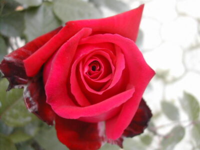 ROSA BOTERO - immagine 3