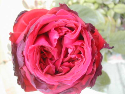 ROSA BOTERO - immagine 4