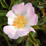 Particolare del fiore di Rosa Canina