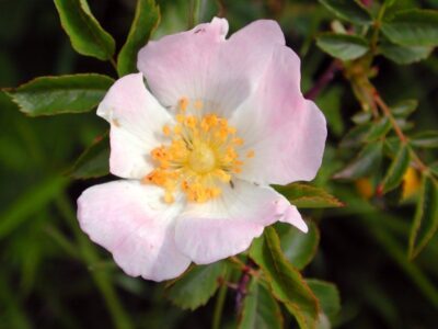 Particolare del fiore di Rosa Canina