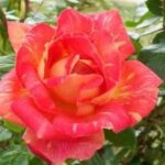 La rosa Caribia è di colore Rosso scarlatto con petali strisciati di giallo.