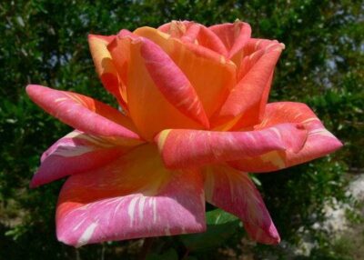 ROSA CARIBIA (=HARRY WHEATCROFT) - immagine 2