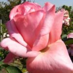 La Rosa Carina botanicamente è un Ibrido di Tea rampicante