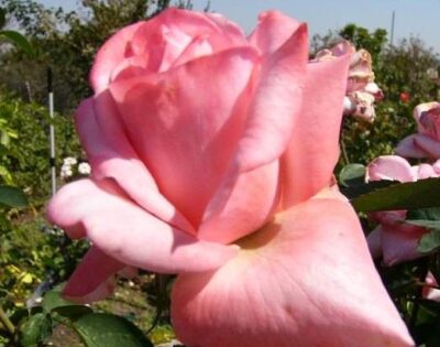 La Rosa Carina botanicamente è un Ibrido di Tea rampicante