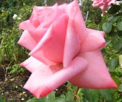 ROSA CARINA - immagine 2