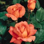 Eleganza e vigoria caratterizzano la Rosa Catherine Deneuve