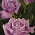 La Rosa Charles de Gaulle è un magnifico rosaio con fiori intensamente profumati
