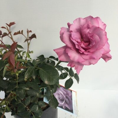 primo piano del fiore di rosa charles de gaulle