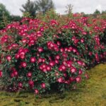 La Rosa Cherry Meidiland è caratterizzata da un Rosaio dai fiori color rosso luminoso con centro bianco, adornato da un denso fogliame.