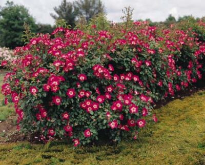 La Rosa Cherry Meidiland è caratterizzata da un Rosaio dai fiori color rosso luminoso con centro bianco, adornato da un denso fogliame.