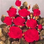 Primo piano dei fiori di Rosa Chorus