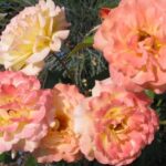 Primo piano dei fiori di Rosa Circus
