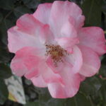 La Rosa Clair Matin presenta Fiori affascinanti di media grandezza dal color rosa Francia, Rosaio vigoroso e rifiorente.