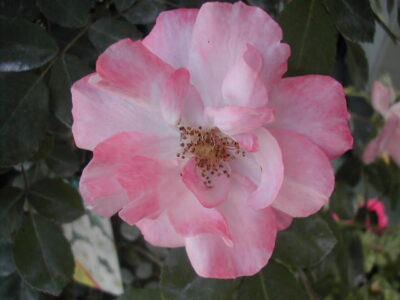La Rosa Clair Matin presenta Fiori affascinanti di media grandezza dal color rosa Francia, Rosaio vigoroso e rifiorente.
