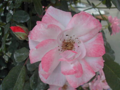 ROSA CLAIR MATIN GPT - immagine 5