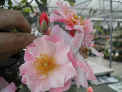ROSA CLAIR MATIN GPT - immagine 2