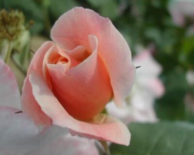 ROSA CLAIR MATIN GPT - immagine 3