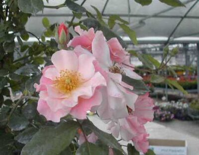 ROSA CLAIR MATIN GPT - immagine 6