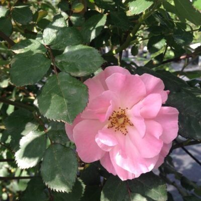 particolare del fiore di rosa clair matin