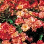 La Rosa Cocorico presenta una abbondante e rifiorente fioritura con fiori rosa-arancio nella pagina superiore dei petali e giallo-rosa in quella inferiore.