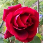 La Rosa Crimson Glory botanicamente è un Ibrido di Tea rampicante dal colore rosso e dal profumo intenso