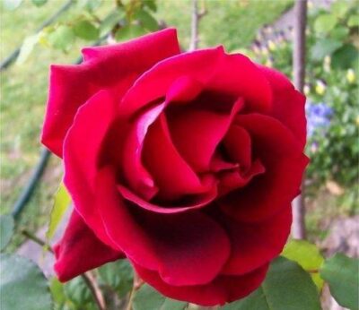 La Rosa Crimson Glory botanicamente è un Ibrido di Tea rampicante dal colore rosso e dal profumo intenso