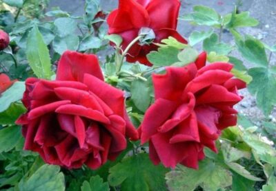 ROSA CRIMSON GLORY GPT - immagine 2