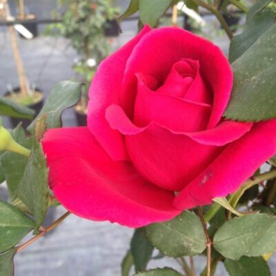 particolare del fiore di rosa crimson glory