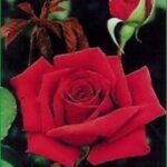 La Rosa Dama di Cuori ha Colore rosso intenso brillante inalterabile