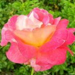 La Rosa Decor Arlequin viene anche considerata una rosa arbustiva. Colore Giallo Medio con Rosso Granato rivestito di rosa.