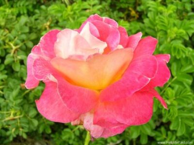 La Rosa Decor Arlequin viene anche considerata una rosa arbustiva. Colore Giallo Medio con Rosso Granato rivestito di rosa.