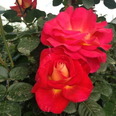 fiori di rosa decor arlequin