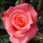 La Rosa Dee Dee Bridgewater presenta fiori eleganti e molto profumati con leggera fragranza di anice