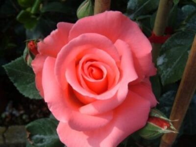 La Rosa Dee Dee Bridgewater presenta fiori eleganti e molto profumati con leggera fragranza di anice